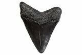 Juvenile Megalodon Tooth - South Carolina #306232-1